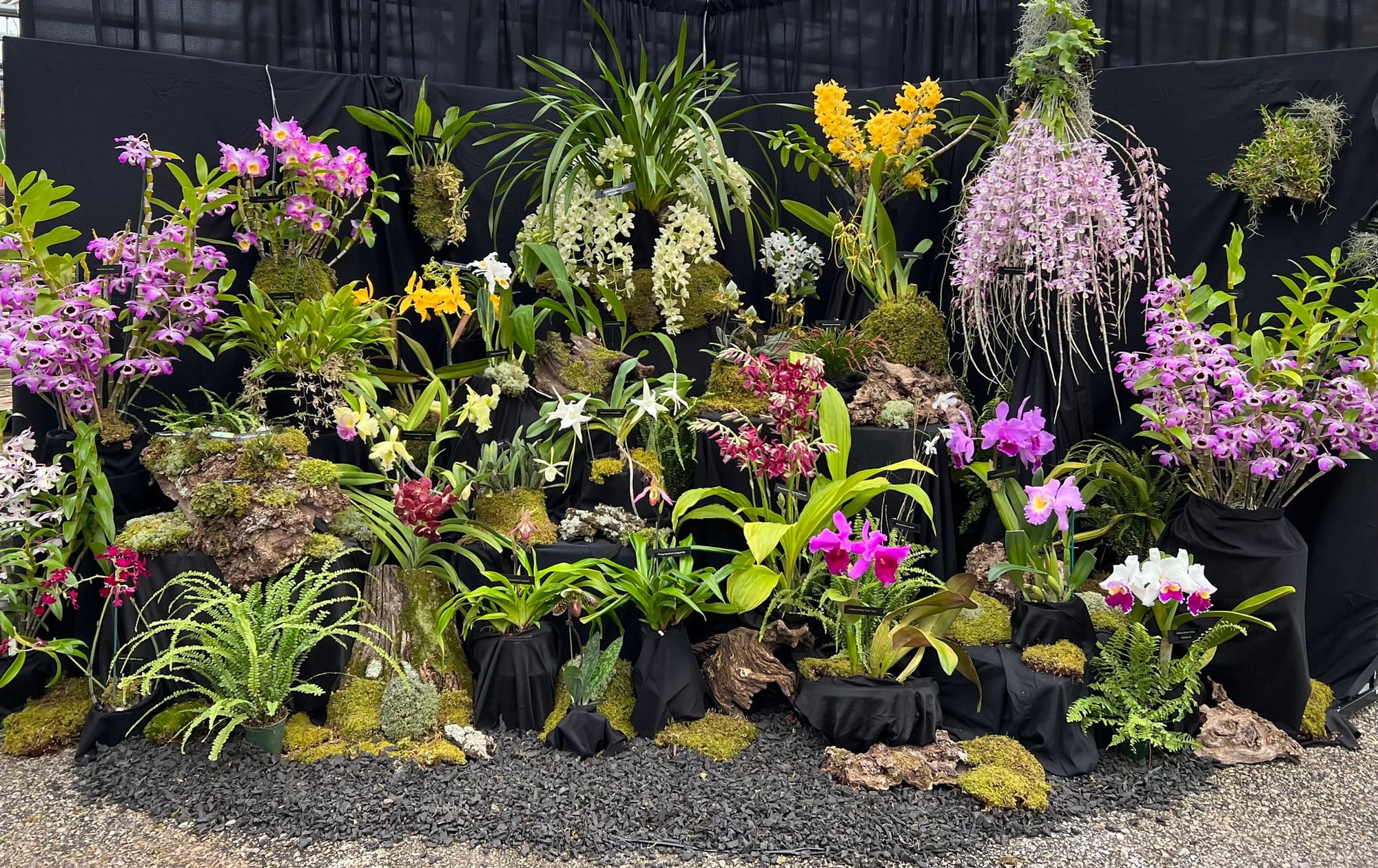 Lord Fairfax Orchid Society