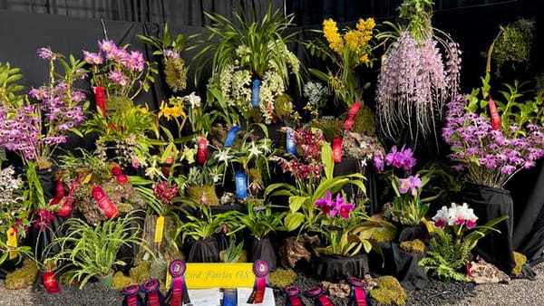 2023 Best Orchid Display at NCOS!