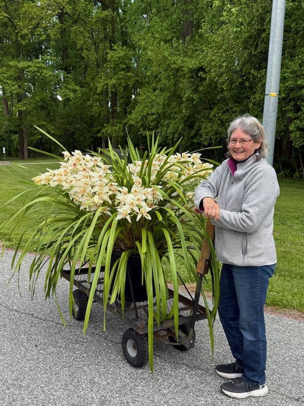 Congratulations Robin Collins  Robin took the massive cymbidium for AOS judging. She received a CCE of 95 for this historic plant. It’s name is Cymbidium Alexanderi ‘Westonbirt’ , and it’s first award was in England in 1922!